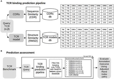 T-Cell Receptor Cognate Target Prediction Based on Paired α and β Chain Sequence and Structural CDR Loop Similarities